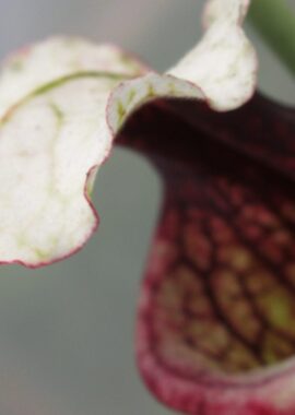 Sarracenia – C24 Alfa