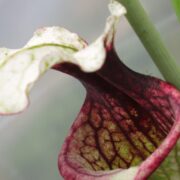 Sarracenia - C24 Alfa