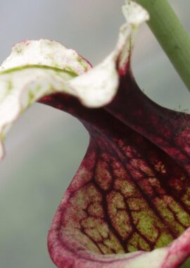 Sarracenia – C24 Alfa