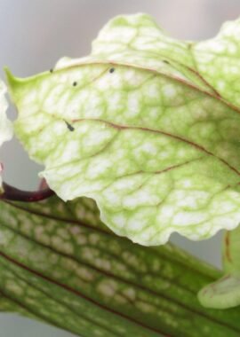 Sarracenia – C24 Alfa