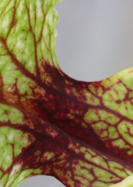 Sarracenia – C24 Alfa
