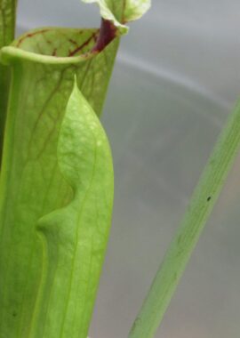 Sarracenia – C24 Alfa