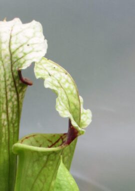 Sarracenia – C24 Alfa