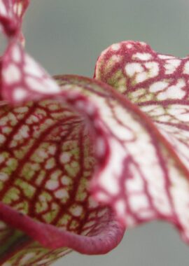 Sarracenia – C24 051