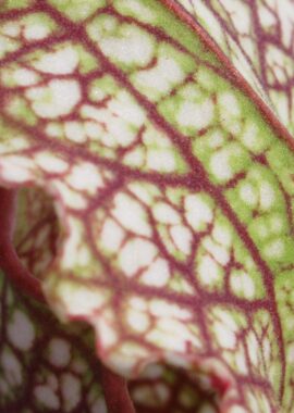 Sarracenia – C24 051