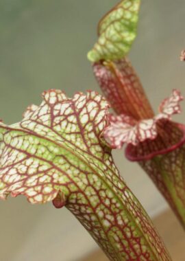 Sarracenia – C24 051