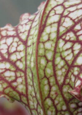 Sarracenia – C24 051