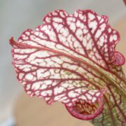 Sarracenia - C24 051