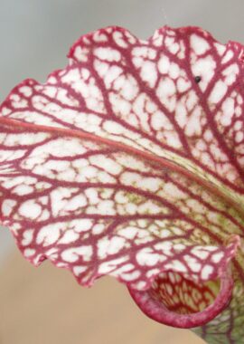 Sarracenia – C24 051
