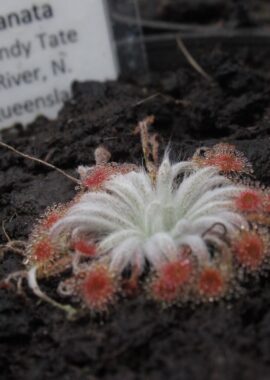 Drosera lanata {Sandy Tate River, N. Queensland}