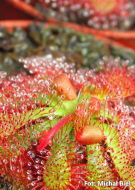 Drosera spatulata {Tamboon Intel Vic. Australia}