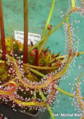 Drosera binata {Freycinet, Tas}