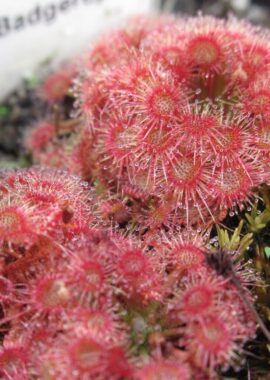Drosera x Badgerupii