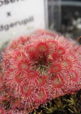 Drosera x Badgerupii