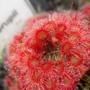 Drosera x Badgerupii