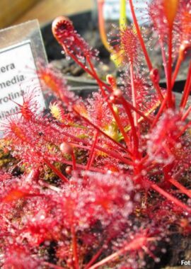 Drosera intermedia – Carolina Giant