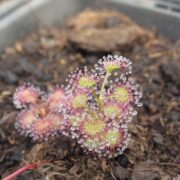 Drosera aff. stolonifera (mini hills form)