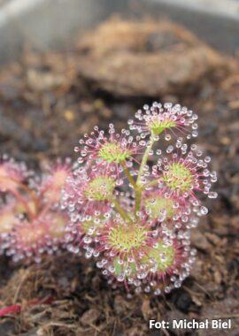 Drosera aff. stolonifera (mini hills form)
