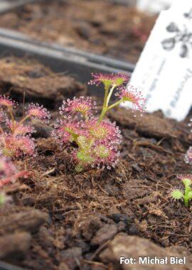 Drosera aff. stolonifera (mini hills form)