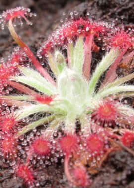 Drosera aff. lanata {Flying Fox Creek, NT., Australia}