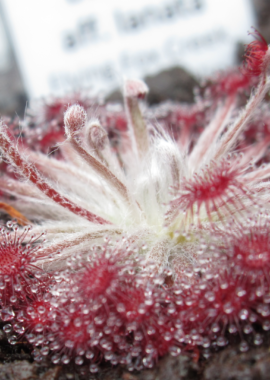 Drosera aff. lanata {Flying Fox Creek, NT., Australia}