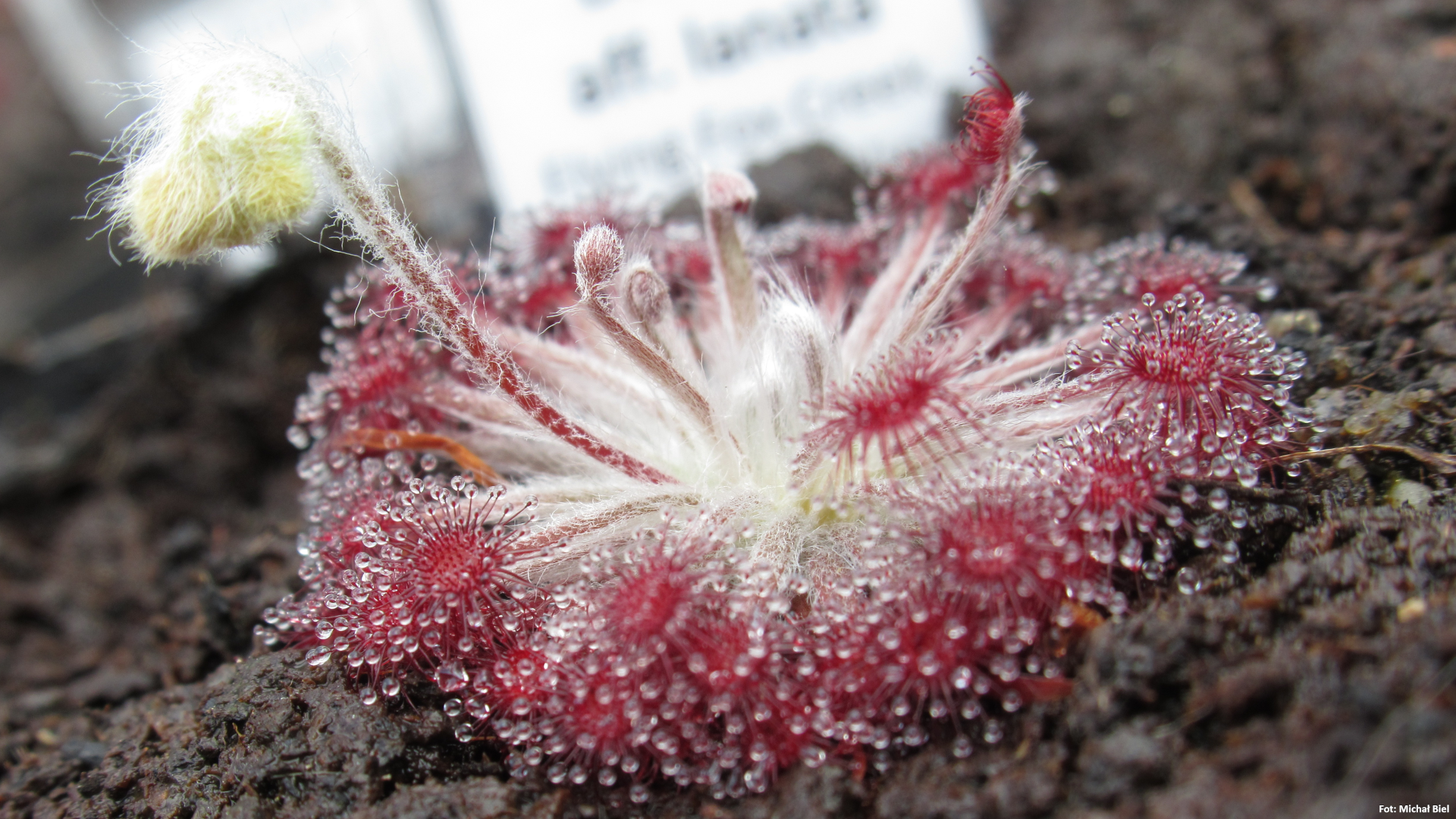 Drosera aff. lanata {Flying Fox Creek, NT., Australia}