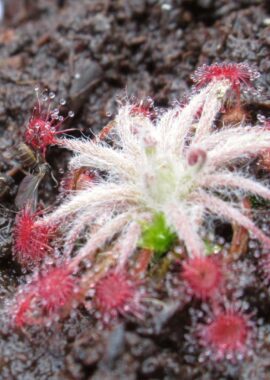Drosera aff. lanata {Flying Fox Creek, NT., Australia}