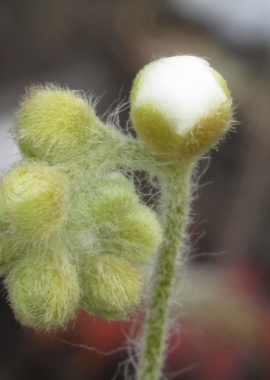 Drosera aff. lanata {Flying Fox Creek, NT., Australia}
