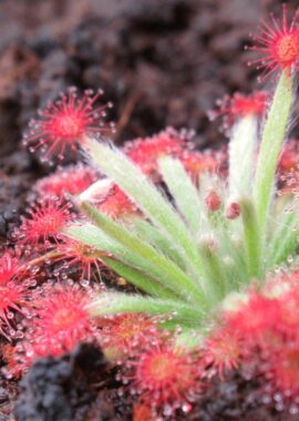 Drosera aff. lanata {Flying Fox Creek, NT., Australia}
