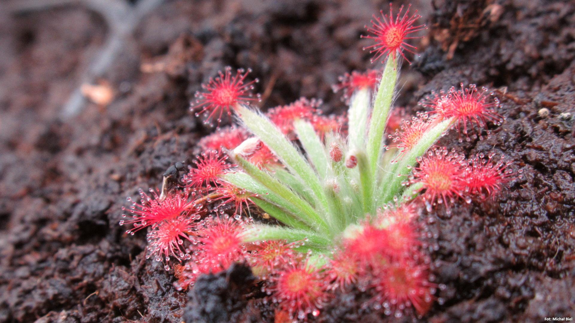 Drosera aff. lanata {Flying Fox Creek, NT., Australia}