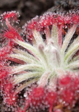 Drosera aff. lanata {Flying Fox Creek, NT., Australia}
