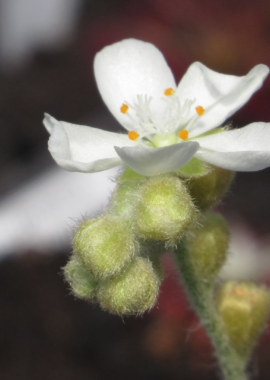 Drosera aff. lanata {Flying Fox Creek, NT., Australia}