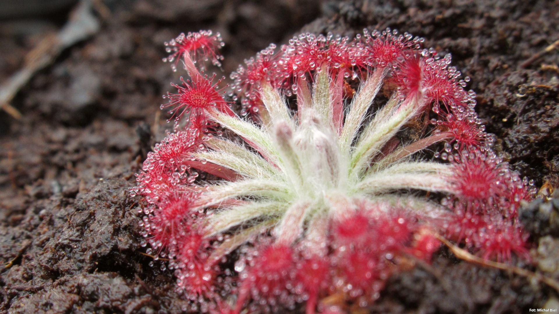 Drosera aff. lanata {Flying Fox Creek, NT., Australia}
