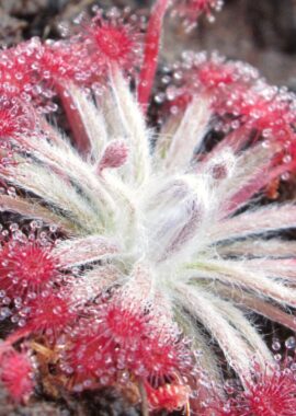Drosera aff. lanata {Flying Fox Creek, NT., Australia}