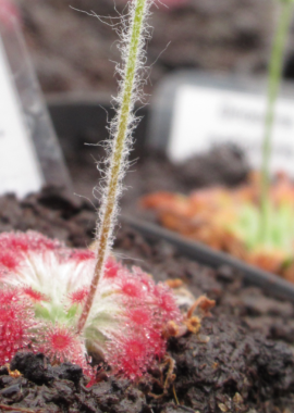 Drosera aff. lanata {Flying Fox Creek, NT., Australia}