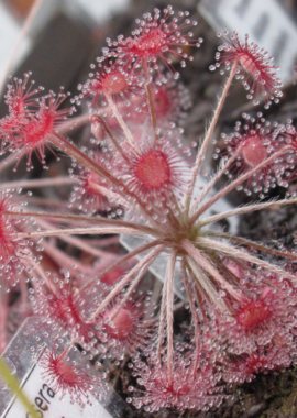 Drosera aff. paradoxa {Theda, Kimberley}