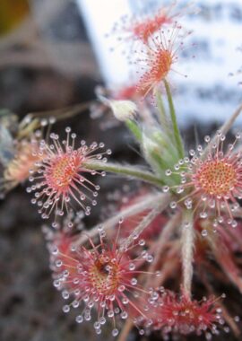 Drosera aff. paradoxa {Theda, Kimberley}