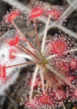 Drosera aff. paradoxa {Theda, Kimberley}