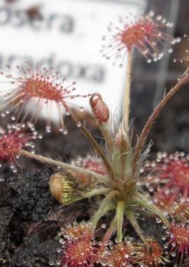 Drosera aff. paradoxa {Theda, Kimberley}