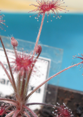 Drosera aff. paradoxa {Theda, Kimberley}