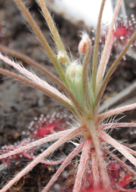Drosera aff. paradoxa {Theda, Kimberley}