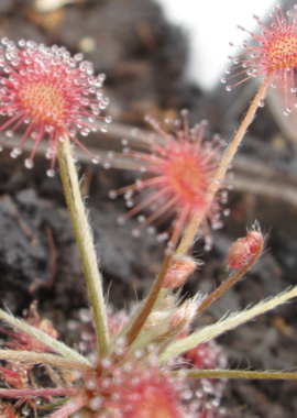 Drosera aff. paradoxa {Theda, Kimberley}