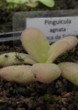 Pinguicula agnata {Barranca de Toliman, near Zimapan, Hidalgo Mex, (Rio Toliman)}