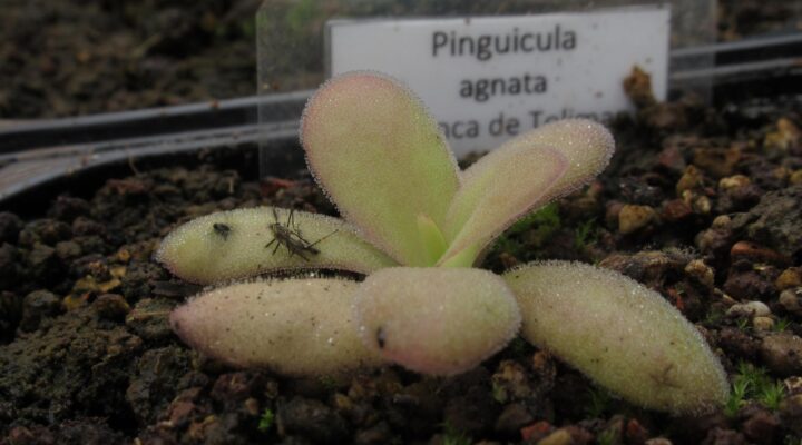 Pinguicula agnata