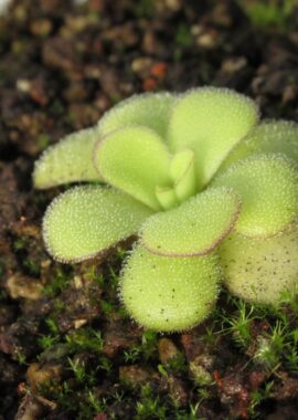Pinguicula agnata 	{Mesaleon, Hidalgo} (BCP P1787, BG Linz PLN3032)
