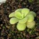 Pinguicula agnata