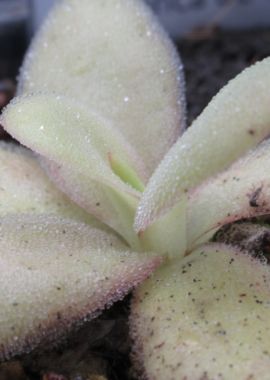 Pinguicula agnata {Barranca de Toliman, near Zimapan, Hidalgo Mex, (Rio Toliman)}