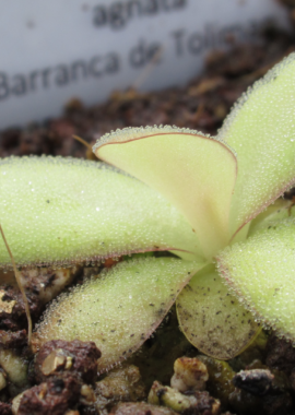 Pinguicula agnata {Barranca de Toliman, near Zimapan, Hidalgo Mex, (Rio Toliman)}