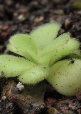 Pinguicula agnata {Mesaleon, Hidalgo} (BCP P1787, BG Linz PLN3032)