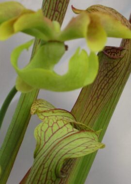 Sarracenia – 'C24 052′